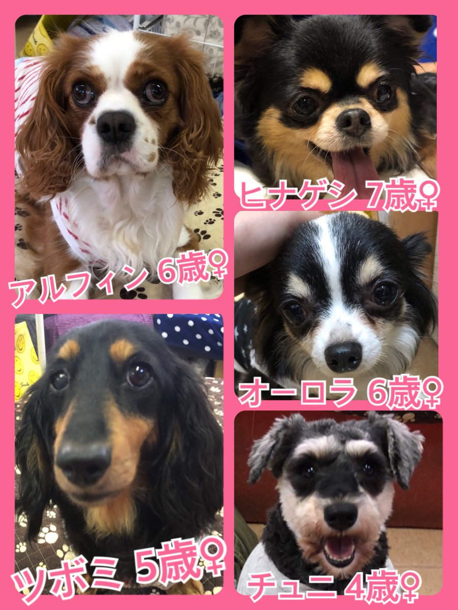 🐾今日の里親様募集中ワンコ🐶メンバーです🐾2019,6,22